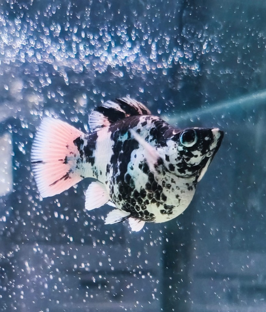 Dalmatian Molly